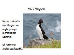 Petit Pingouin