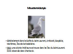 Mouette tridactyle 