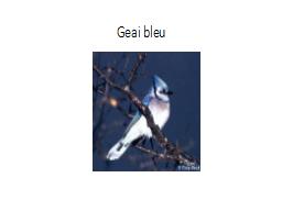 Geai bleu