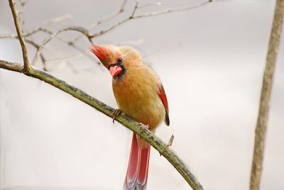 Femelle du cardinal