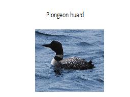 Plongeon huard