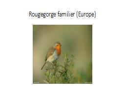 Rougegorge familier (Europe)