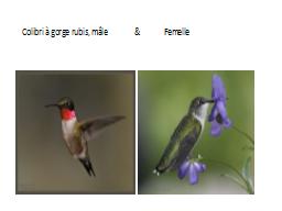 Colibri à gorge rubis, mâle              &             Femelle