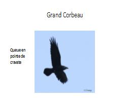 Grand Corbeau