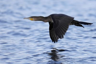 Cormoran  aigrettes en vol