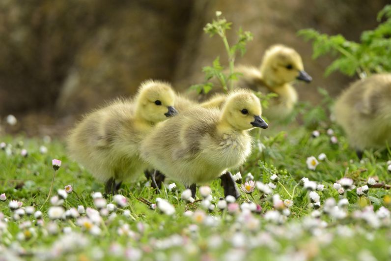 Les petits se dplacent