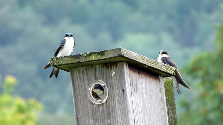 Hirondelle au nichoir