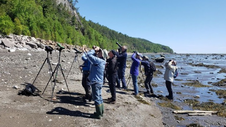 Observation des oiseaux � Saint-Ir�n�e